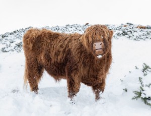 A glaikit Highland coo in the snow? Swanston, the Pentlands. February 2021