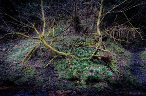 Snowdrops and a low tree, deep in the woods of Midlothian - perhaps it's a fairie den? Spring 2021